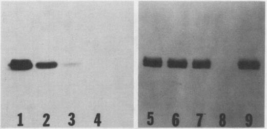 https://cdn.ncbi.nlm.nih.gov/pmc/blobs/d780/1064375/f022317ff719/plntphys00581-0249-b.jpg