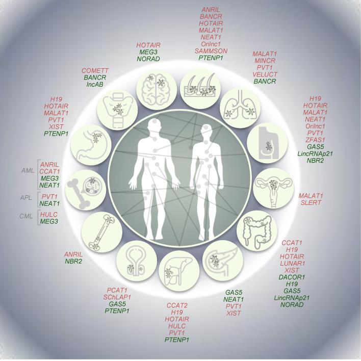 https://cdn.ncbi.nlm.nih.gov/pmc/blobs/d785/7692075/02ee42b6e675/cancers-12-03220-g003.jpg