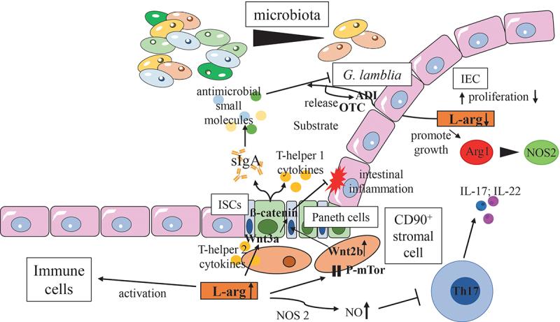 https://cdn.ncbi.nlm.nih.gov/pmc/blobs/d786/10294761/63504f5bdbe8/KGMI_A_2222961_F0005_OC.jpg