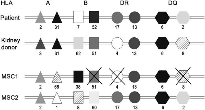 https://cdn.ncbi.nlm.nih.gov/pmc/blobs/d78b/7586810/7e963b65b730/AJT-20-2905-g002.jpg