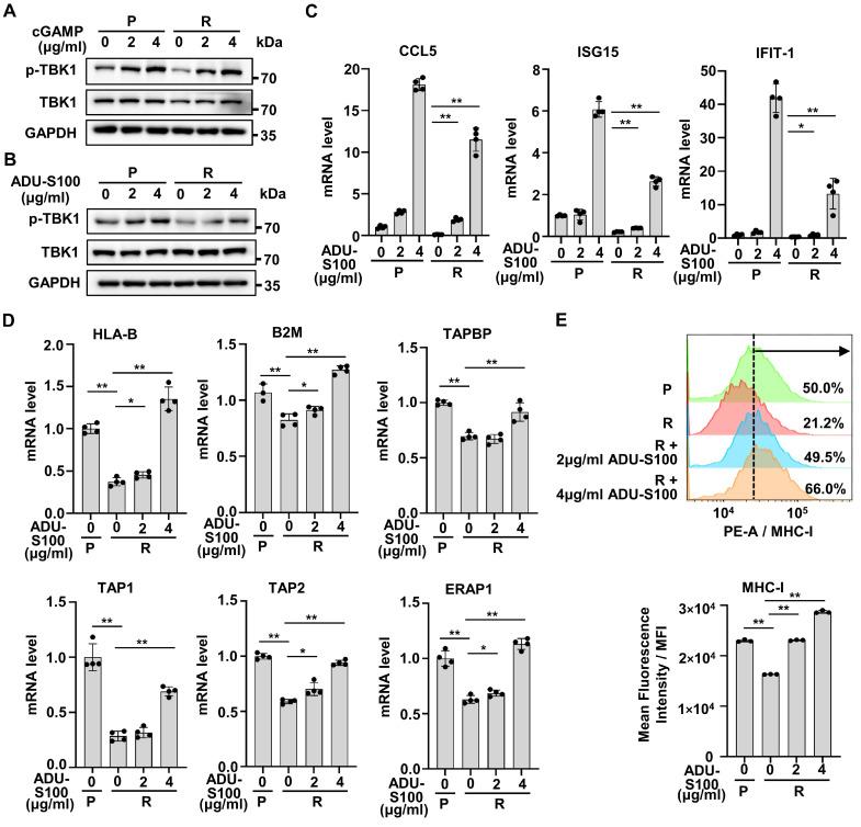 https://cdn.ncbi.nlm.nih.gov/pmc/blobs/d78d/11234227/9646f7499eee/ijbsv20p3497g006.jpg