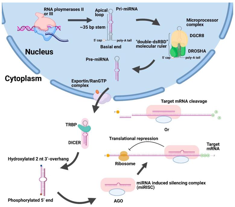 https://cdn.ncbi.nlm.nih.gov/pmc/blobs/d78d/8226975/a50a6161def8/genes-12-00856-g001.jpg