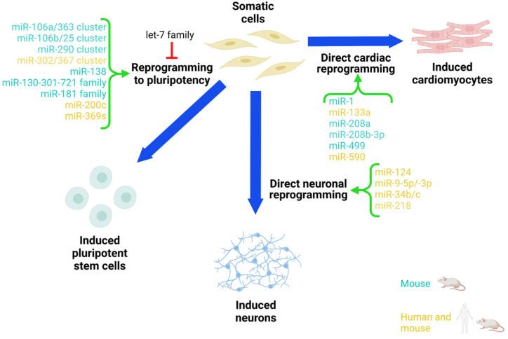 https://cdn.ncbi.nlm.nih.gov/pmc/blobs/d78e/8946776/8e9c6fdf23fb/cells-11-00940-g001.jpg
