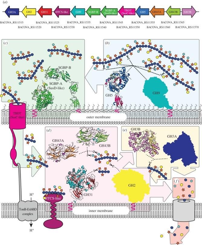 https://cdn.ncbi.nlm.nih.gov/pmc/blobs/d78f/4967831/558002da5a4a/rsob-6-160142-g1.jpg