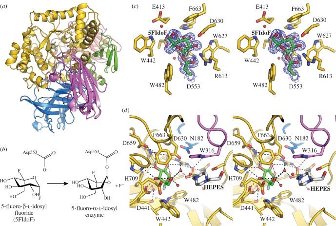 https://cdn.ncbi.nlm.nih.gov/pmc/blobs/d78f/4967831/d4258b856e20/rsob-6-160142-g2.jpg