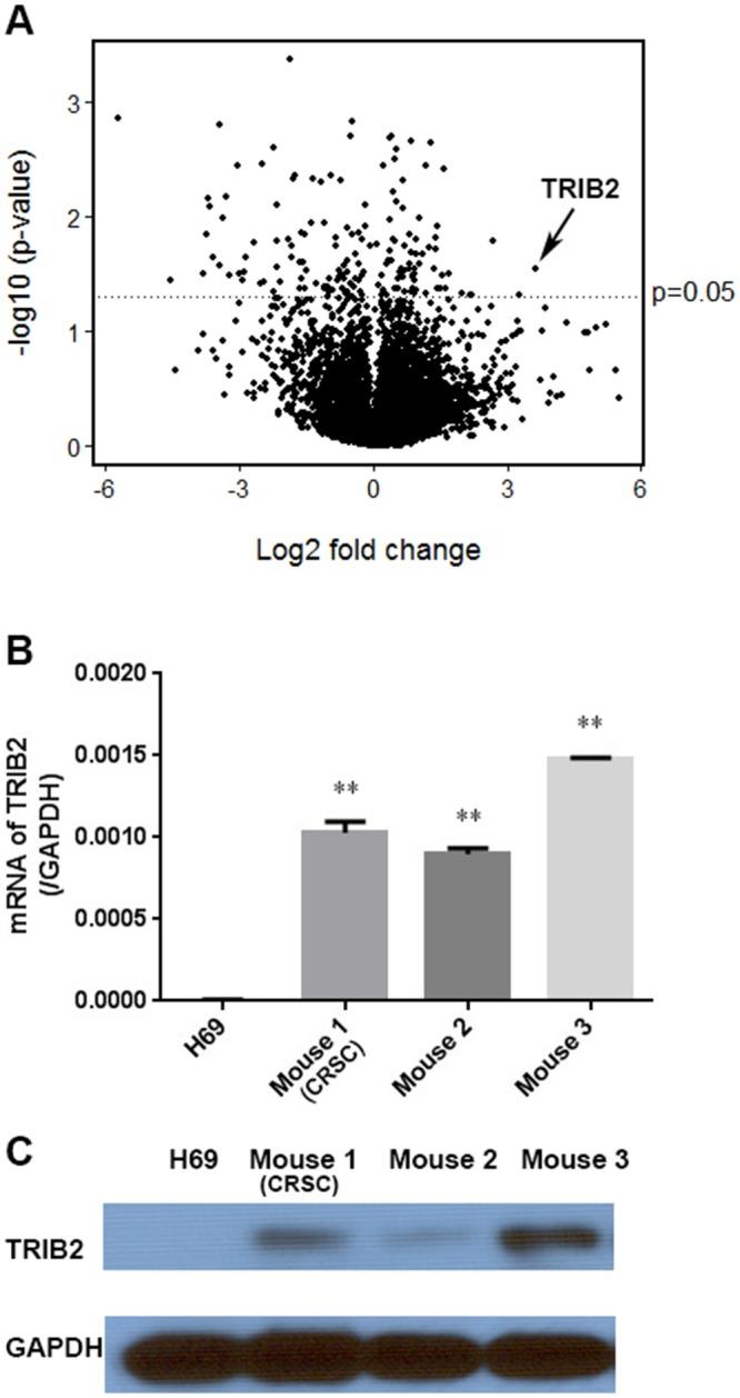 https://cdn.ncbi.nlm.nih.gov/pmc/blobs/d791/5752545/3719bad05ffb/oncotarget-08-109596-g003.jpg