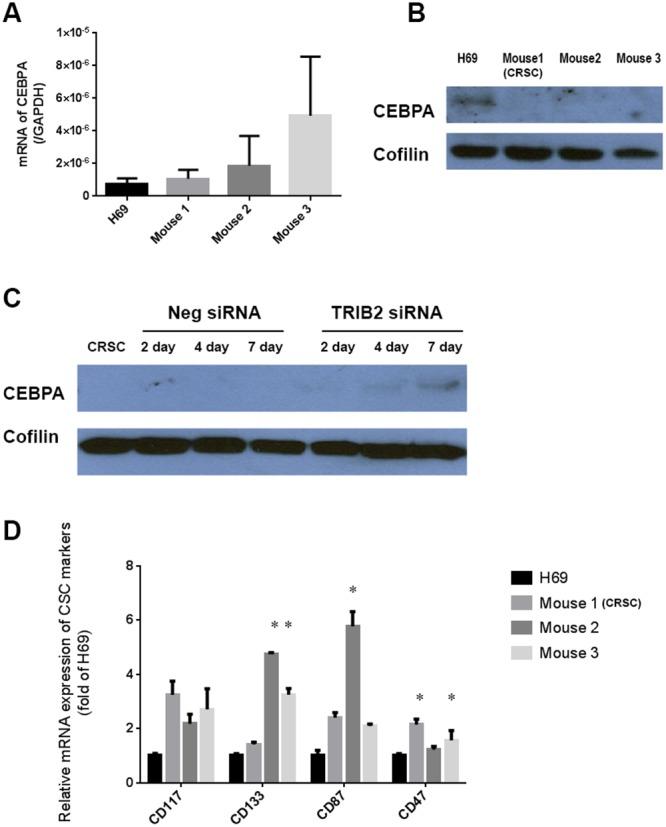 https://cdn.ncbi.nlm.nih.gov/pmc/blobs/d791/5752545/b4b2cfb3d5d4/oncotarget-08-109596-g005.jpg