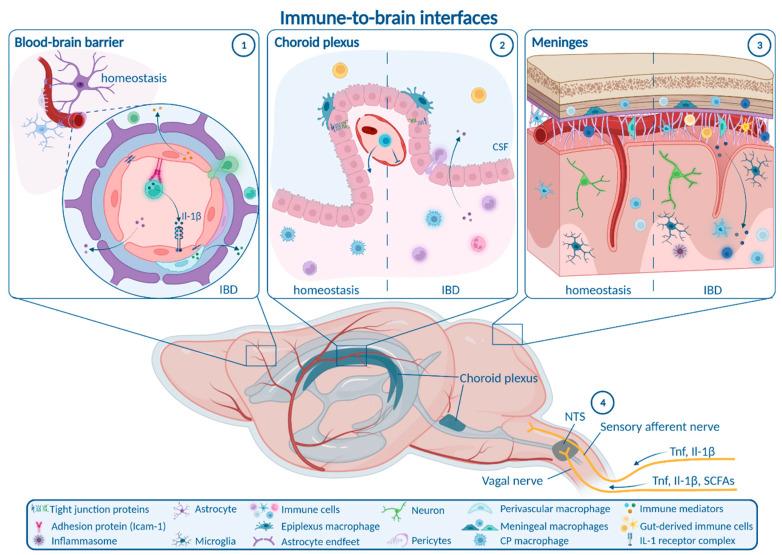 https://cdn.ncbi.nlm.nih.gov/pmc/blobs/d791/9570400/423638106e2a/ijms-23-11111-g001.jpg