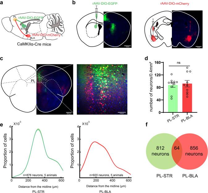 https://cdn.ncbi.nlm.nih.gov/pmc/blobs/d793/10611563/62c3846d8434/41380_2023_1954_Fig5_HTML.jpg
