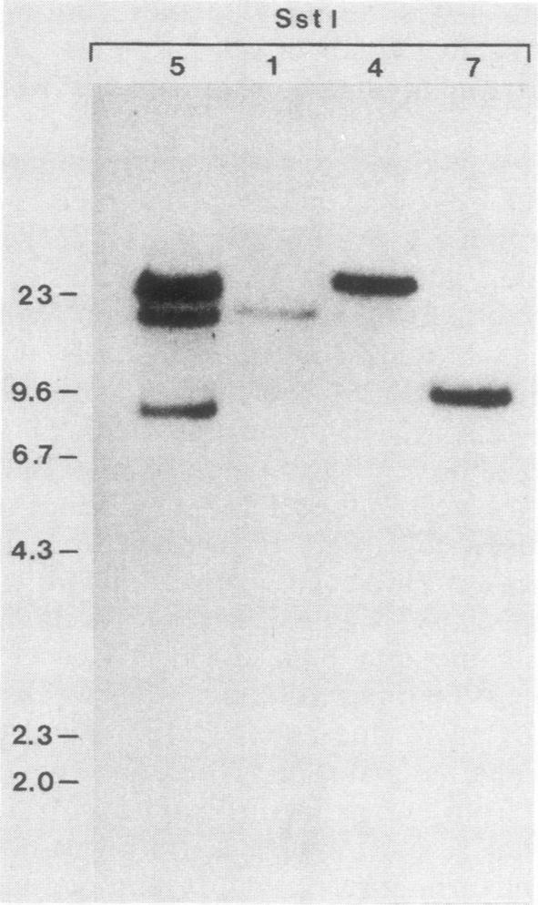 https://cdn.ncbi.nlm.nih.gov/pmc/blobs/d795/366688/cda9b84ccfef/molcellb00097-0160-a.jpg