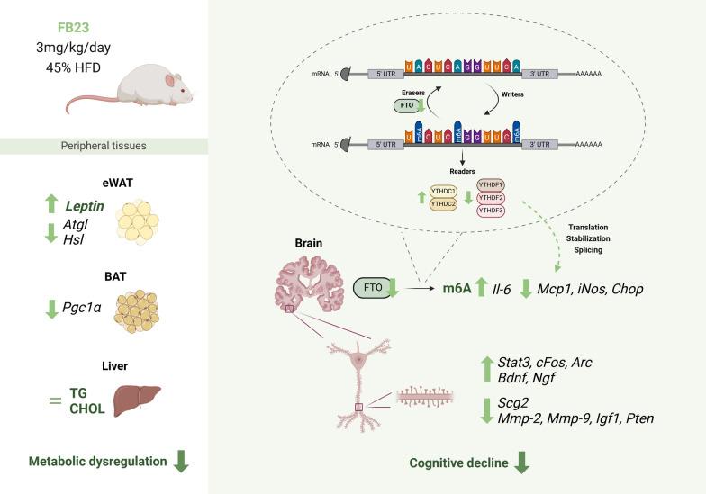 https://cdn.ncbi.nlm.nih.gov/pmc/blobs/d796/11843768/f457fe410d8a/10020_2025_1126_Fig10_HTML.jpg