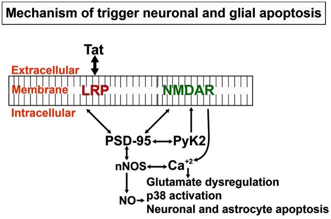 https://cdn.ncbi.nlm.nih.gov/pmc/blobs/d797/7052126/efa5e0404573/fcimb-10-00061-g0003.jpg