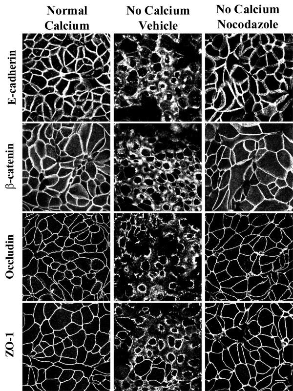 https://cdn.ncbi.nlm.nih.gov/pmc/blobs/d79e/1444913/b7ce4e03c0e2/1471-2121-7-12-1.jpg