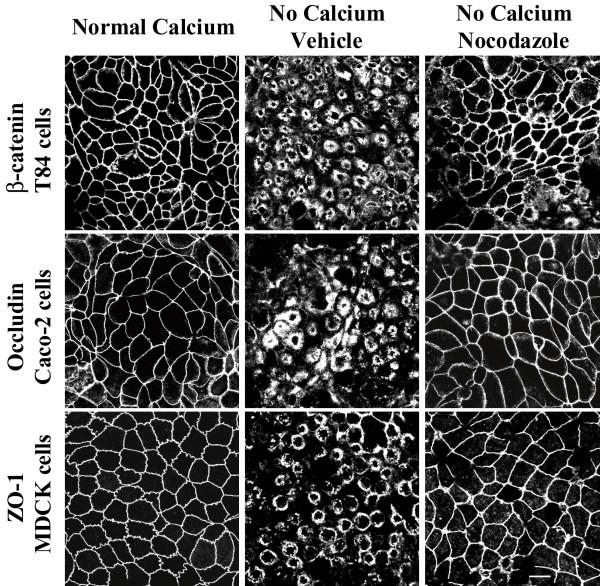 https://cdn.ncbi.nlm.nih.gov/pmc/blobs/d79e/1444913/e77e7f9cf2c0/1471-2121-7-12-2.jpg