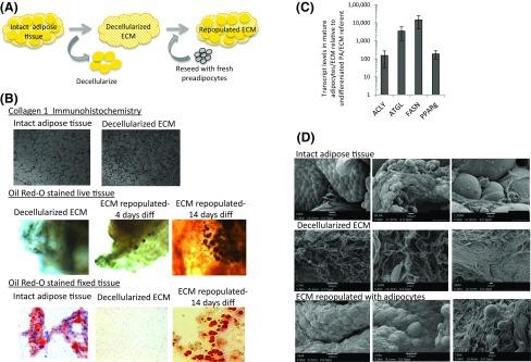https://cdn.ncbi.nlm.nih.gov/pmc/blobs/d79e/5460687/2b2c38ec3b7a/jc.2016-2915f4.jpg