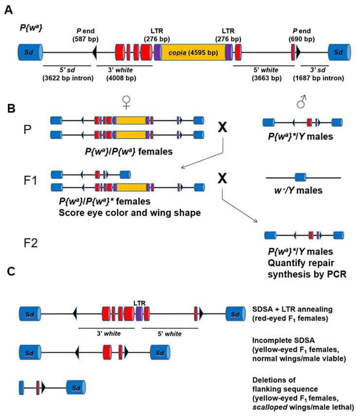 https://cdn.ncbi.nlm.nih.gov/pmc/blobs/d79e/8951532/1dcc66c15660/genes-13-00474-g002.jpg