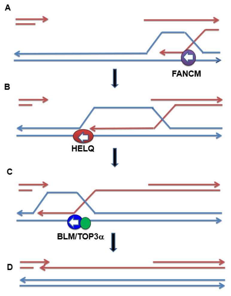 https://cdn.ncbi.nlm.nih.gov/pmc/blobs/d79e/8951532/fb934c6e618e/genes-13-00474-g006.jpg