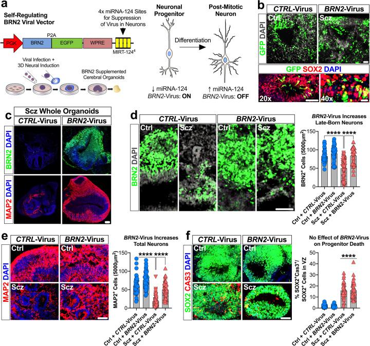 https://cdn.ncbi.nlm.nih.gov/pmc/blobs/d79f/9095467/cdde485e0d8b/41380_2021_1316_Fig4_HTML.jpg