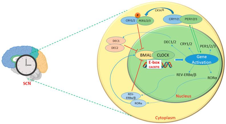 https://cdn.ncbi.nlm.nih.gov/pmc/blobs/d7a0/11677446/900089f2ee56/metabolites-14-00723-g001.jpg