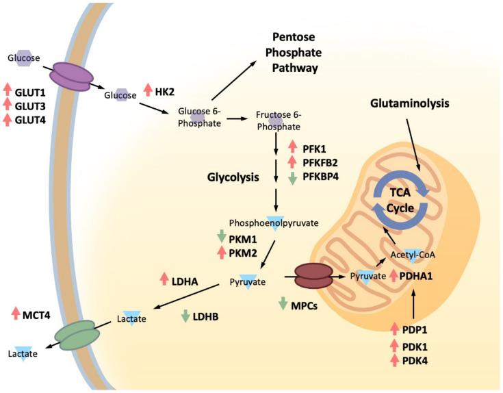 https://cdn.ncbi.nlm.nih.gov/pmc/blobs/d7a0/9687810/493439c2872d/biomolecules-12-01590-g002.jpg