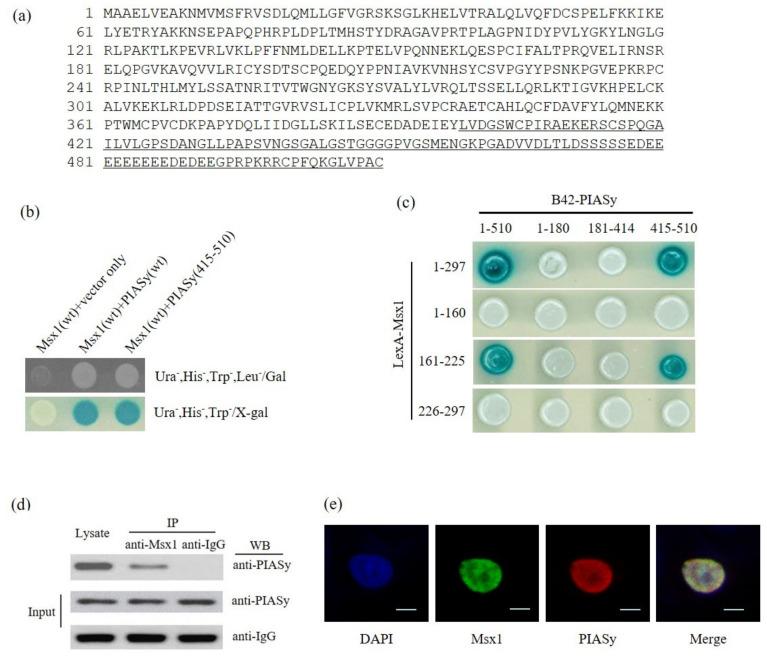https://cdn.ncbi.nlm.nih.gov/pmc/blobs/d7a7/7463958/1c117d71fef5/cells-09-01854-g003.jpg