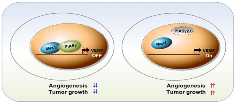 https://cdn.ncbi.nlm.nih.gov/pmc/blobs/d7a7/7463958/1ca1782b6588/cells-09-01854-g006.jpg