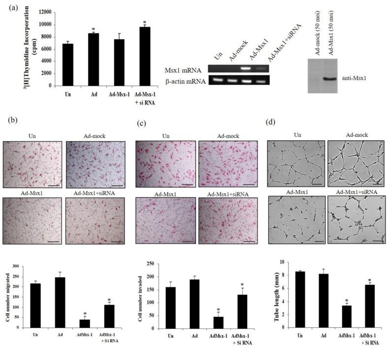https://cdn.ncbi.nlm.nih.gov/pmc/blobs/d7a7/7463958/7c01f85769c7/cells-09-01854-g001.jpg