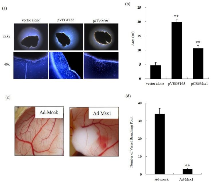 https://cdn.ncbi.nlm.nih.gov/pmc/blobs/d7a7/7463958/d763eb0205df/cells-09-01854-g002.jpg