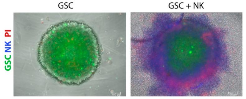 https://cdn.ncbi.nlm.nih.gov/pmc/blobs/d7a9/7912469/0f05c3849530/cells-10-00265-g001.jpg