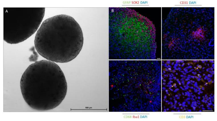 https://cdn.ncbi.nlm.nih.gov/pmc/blobs/d7a9/7912469/984ccaed8709/cells-10-00265-g002.jpg