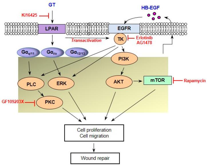 https://cdn.ncbi.nlm.nih.gov/pmc/blobs/d7ab/10531430/6380d72c8bb5/ijms-24-14094-g007.jpg