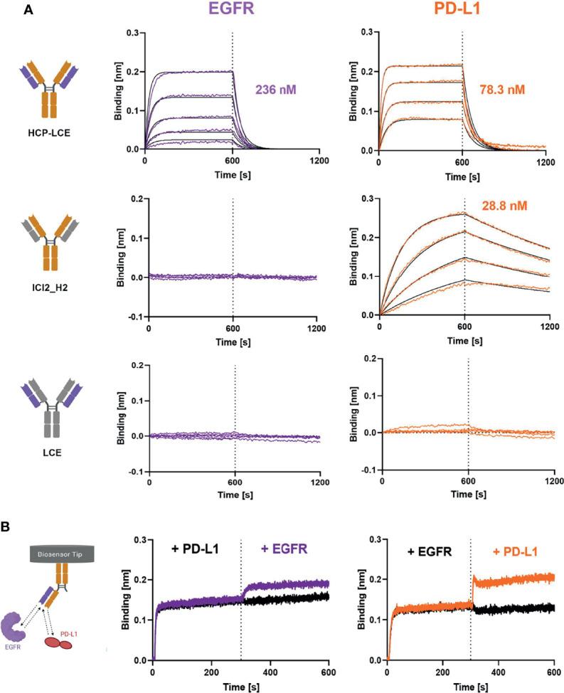 https://cdn.ncbi.nlm.nih.gov/pmc/blobs/d7b2/9036444/8ff35882484c/fimmu-13-888838-g003.jpg