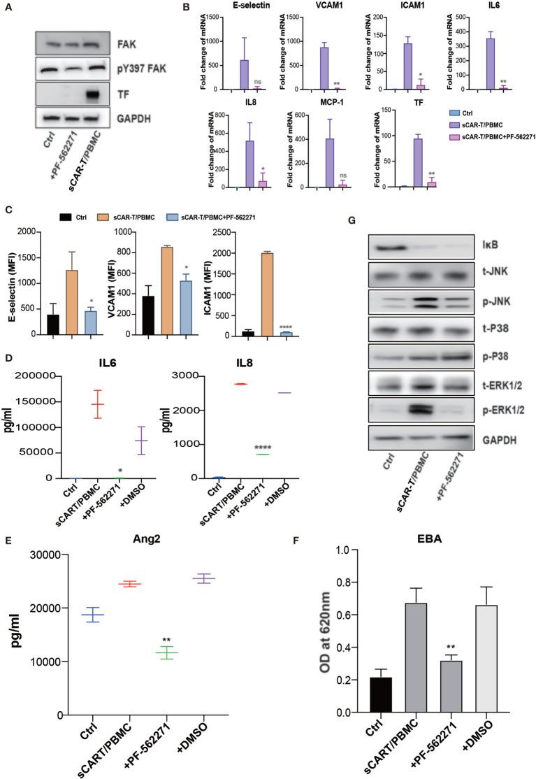 https://cdn.ncbi.nlm.nih.gov/pmc/blobs/d7b8/8170323/768e39e4bc74/fimmu-12-623610-g007.jpg