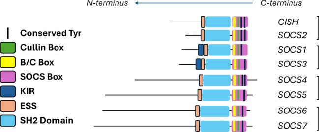 https://cdn.ncbi.nlm.nih.gov/pmc/blobs/d7ba/11638205/aec6dcf910d0/fimmu-15-1449397-g001.jpg