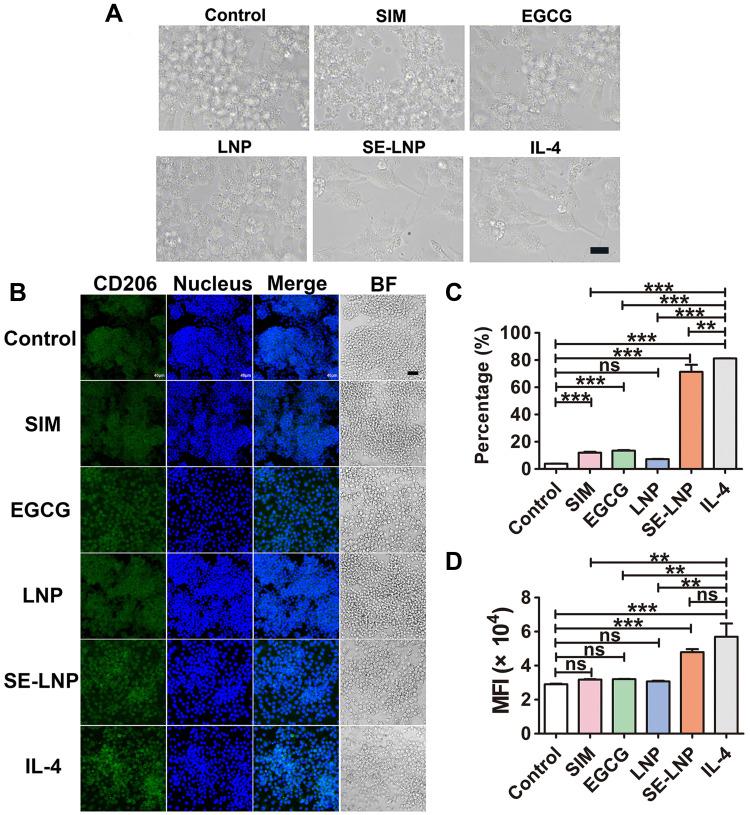 https://cdn.ncbi.nlm.nih.gov/pmc/blobs/d7ba/9901454/1f763134d4f5/IJN-18-579-g0006.jpg