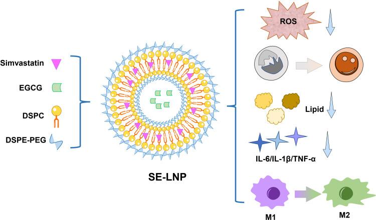 https://cdn.ncbi.nlm.nih.gov/pmc/blobs/d7ba/9901454/2efd238058bc/IJN-18-579-g0001.jpg