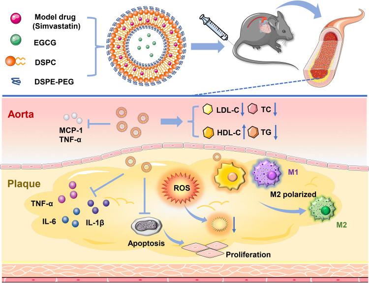 https://cdn.ncbi.nlm.nih.gov/pmc/blobs/d7ba/9901454/87d9f6637f94/IJN-18-579-g0002.jpg