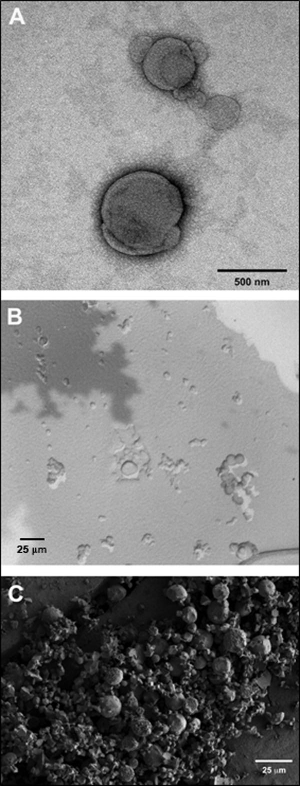 https://cdn.ncbi.nlm.nih.gov/pmc/blobs/d7bb/2241828/03e086b58adc/1754-1611-1-4-2.jpg