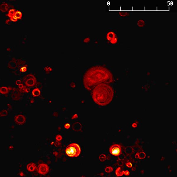 https://cdn.ncbi.nlm.nih.gov/pmc/blobs/d7bb/2241828/a1d80a975d89/1754-1611-1-4-3.jpg