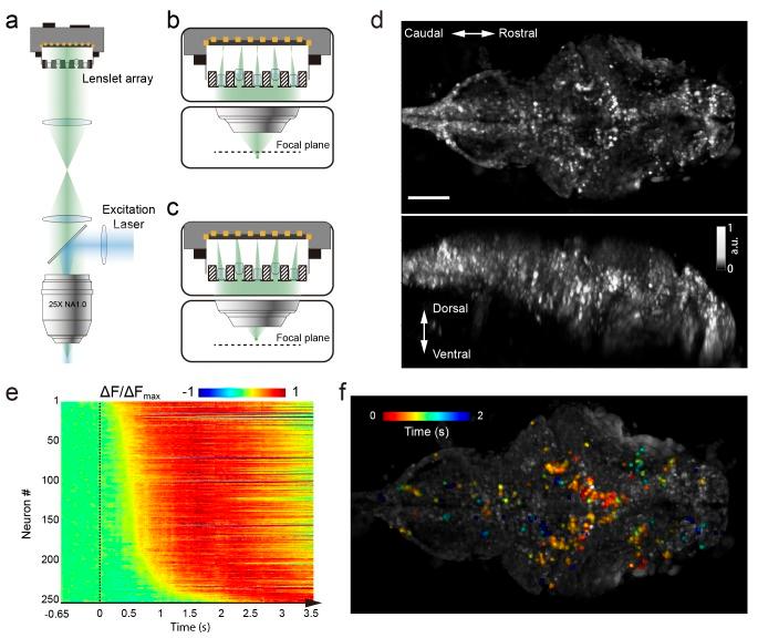 https://cdn.ncbi.nlm.nih.gov/pmc/blobs/d7bc/5644961/c0015b239400/elife-28158-fig1.jpg