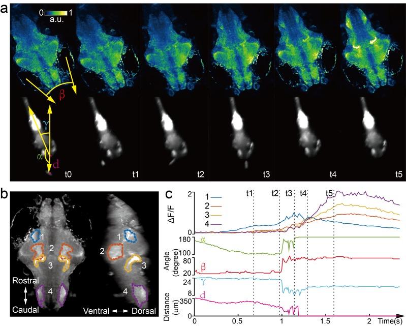 https://cdn.ncbi.nlm.nih.gov/pmc/blobs/d7bc/5644961/e89f5ae87ad6/elife-28158-fig4.jpg
