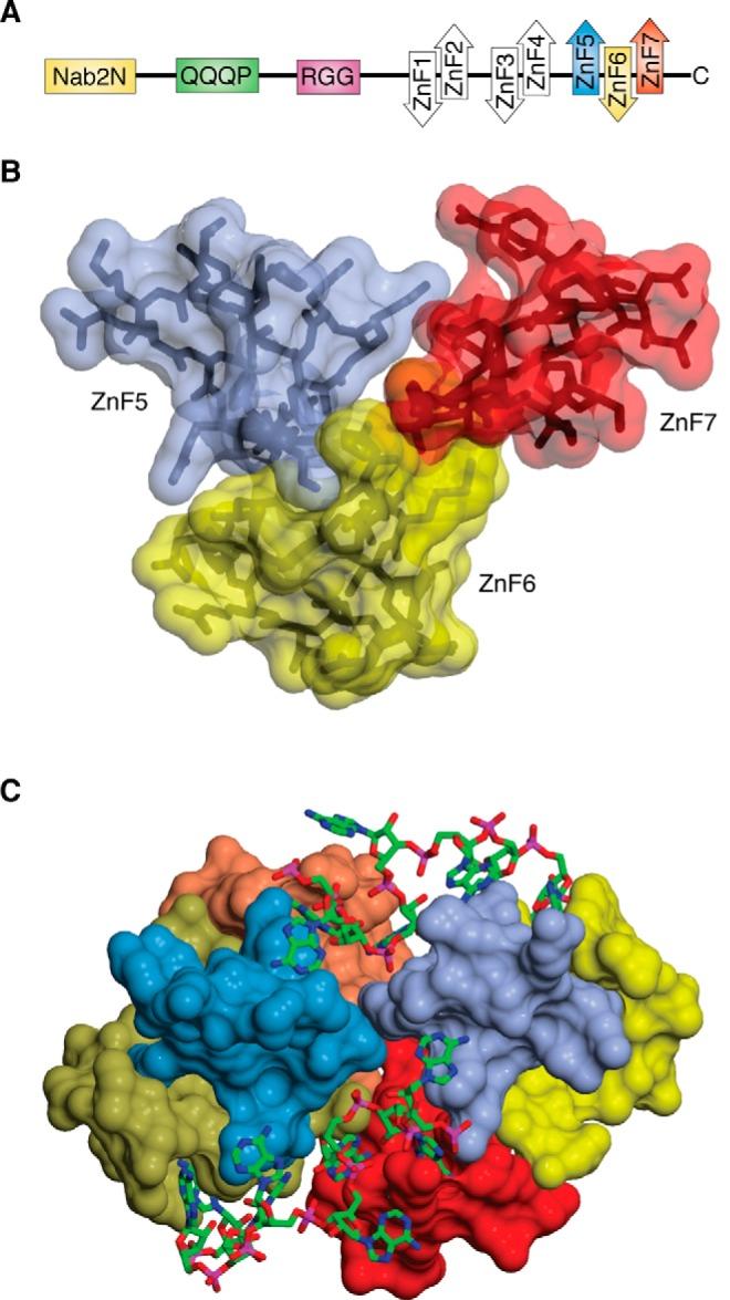 https://cdn.ncbi.nlm.nih.gov/pmc/blobs/d7bf/6398137/0ce99dc76d98/zbc0121902690004.jpg