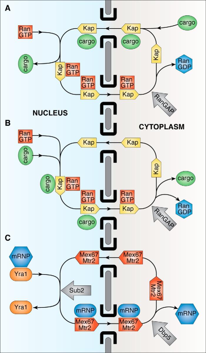 https://cdn.ncbi.nlm.nih.gov/pmc/blobs/d7bf/6398137/dc52e8bbb564/zbc0121902690001.jpg