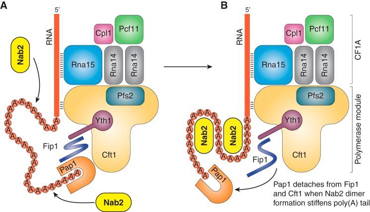 https://cdn.ncbi.nlm.nih.gov/pmc/blobs/d7bf/6398137/f012b48867ef/zbc0121902690005.jpg