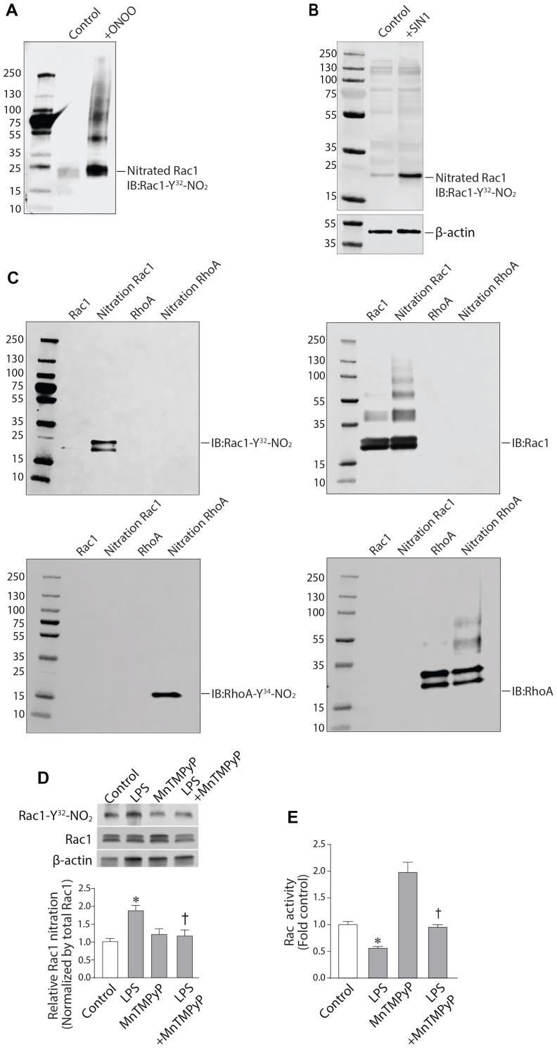 https://cdn.ncbi.nlm.nih.gov/pmc/blobs/d7cc/7695892/8174be1f9508/gr3.jpg