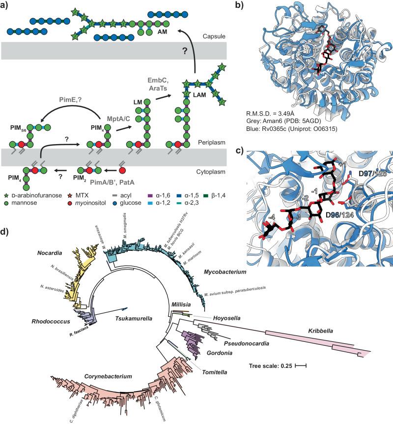 https://cdn.ncbi.nlm.nih.gov/pmc/blobs/d7cf/11233589/e3639c443718/41467_2024_50051_Fig1_HTML.jpg