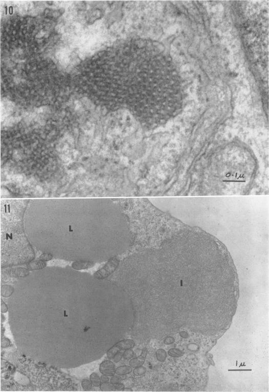 https://cdn.ncbi.nlm.nih.gov/pmc/blobs/d7d3/375520/35f3a58ceecb/jvirol00325-0222-a.jpg