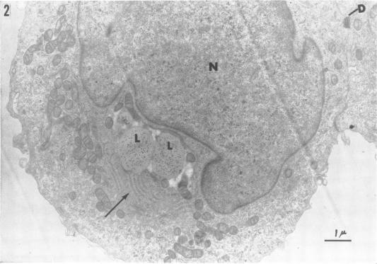 https://cdn.ncbi.nlm.nih.gov/pmc/blobs/d7d3/375520/6c64980a359c/jvirol00325-0216-b.jpg