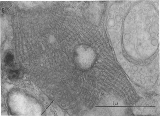 https://cdn.ncbi.nlm.nih.gov/pmc/blobs/d7d3/375520/821de21c54d0/jvirol00325-0220-a.jpg