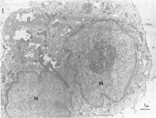 https://cdn.ncbi.nlm.nih.gov/pmc/blobs/d7d3/375520/d6eb74b84556/jvirol00325-0216-a.jpg